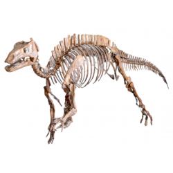 jinzhousaurus yangi