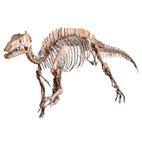 jinzhousaurus yangi jinzhousaurus yangi
