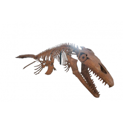 mosasaurus hoffmanni 