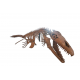 mosasaurus hoffmanni mosasaurus hoffmanni