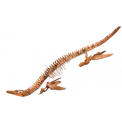 polycotylus sp. (squelette)