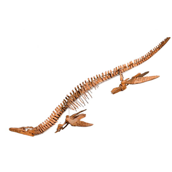 polycotylus sp. (squelette)