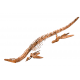 polycotylus sp. (squelette)