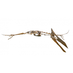 quetzacoathus northropi 