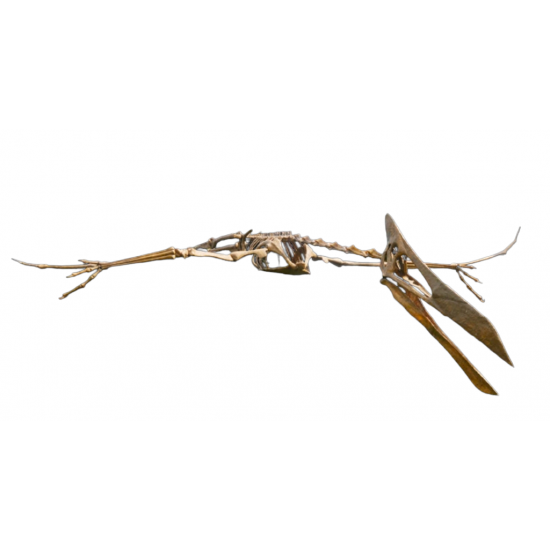 quetzacoathus northropi 