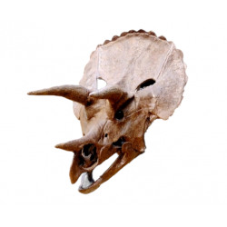 triceratops horridus (skull)
