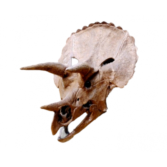 triceratops horridus (skull) triceratops horridus (skull)