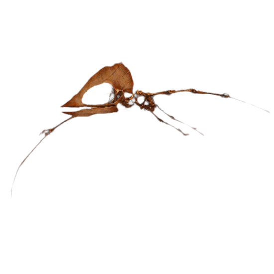 tupuxuara leonardi tupuxuara leonardi