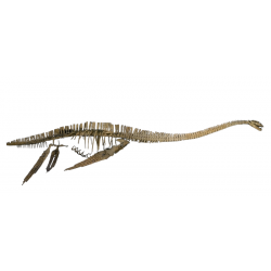zarafasaurus oceanis (skeleton)