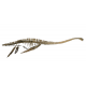 zarafasaurus oceanis (skeleton) zarafasaurus oceanis (skeleton)