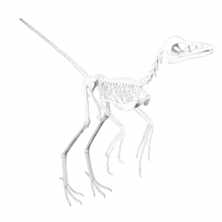 anchiornis huxleyi 