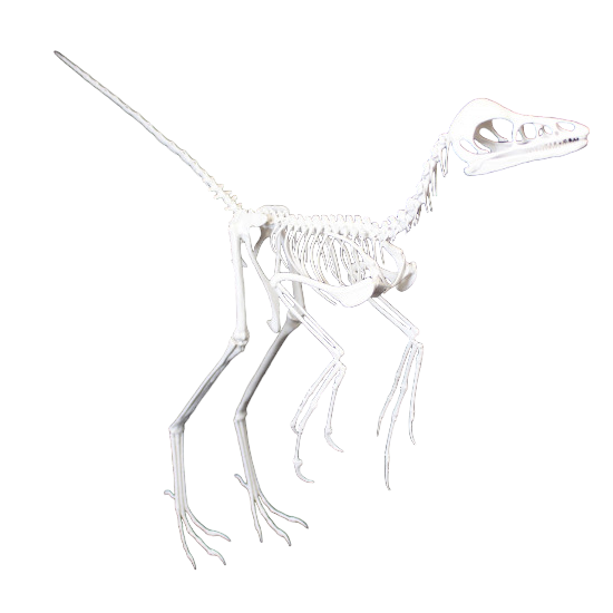 anchiornis huxleyi 
