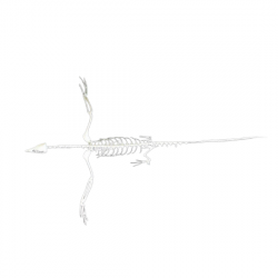 Archeopteryx 3D 