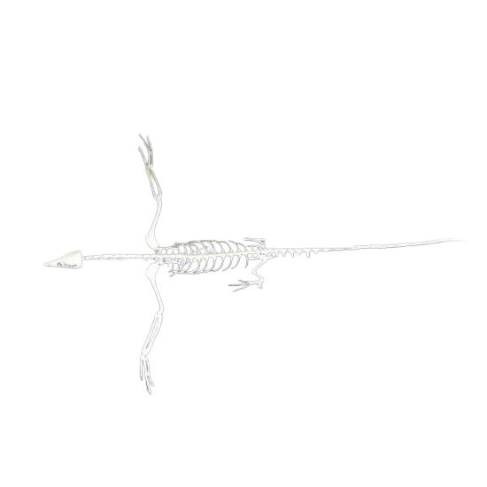 Archeopteryx 3D 