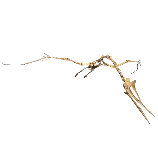 azhdarchidae lancicollis azhdarchidae lancicollis