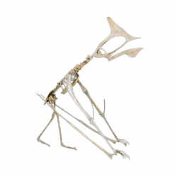 tapejara wellnhofferi
