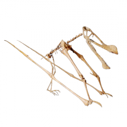 ornithocheirus simus (tropeognathus)
