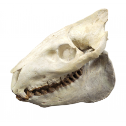 Merycoidodon culbertsoni (skull)