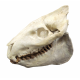 Merycoidodon culbertsoni (skull)