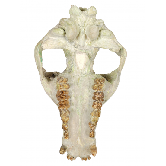 Merycoidodon culbertsoni (skull)