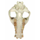 Merycoidodon culbertsoni (skull)