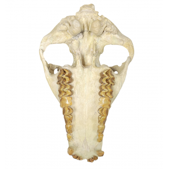 Merycoidodon culbertsoni (skull)