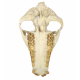 Merycoidodon culbertsoni (skull)