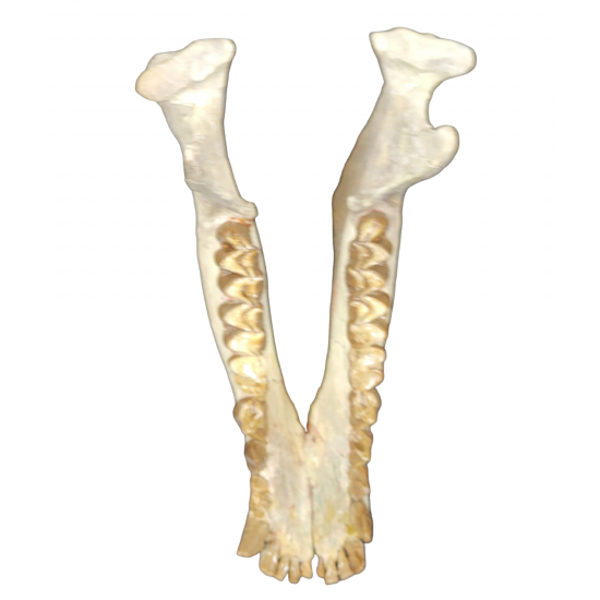 Merycoidodon culbertsoni (skull)
