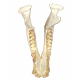 Merycoidodon culbertsoni (skull)
