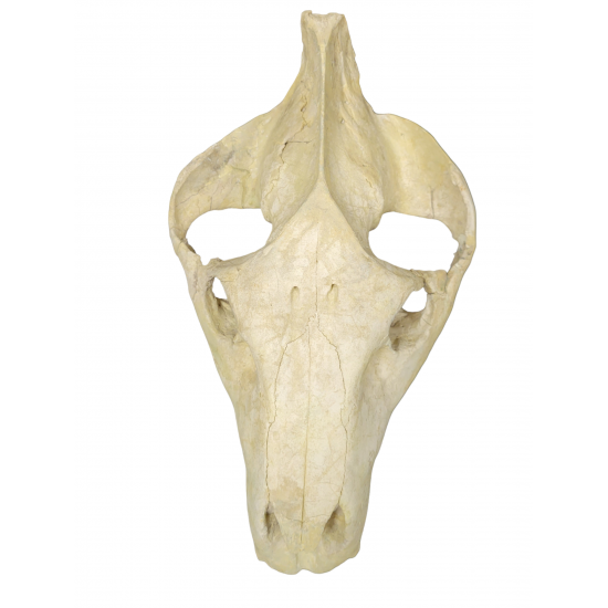 Merycoidodon culbertsoni (skull)