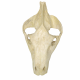 Merycoidodon culbertsoni (skull)