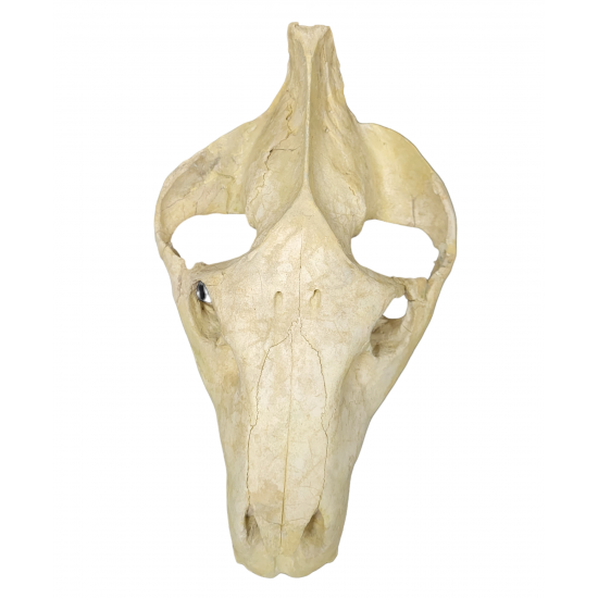 Merycoidodon culbertsoni (skull)