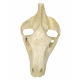 Merycoidodon culbertsoni (skull)