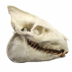 Merycoidodon culbertsoni (skull)