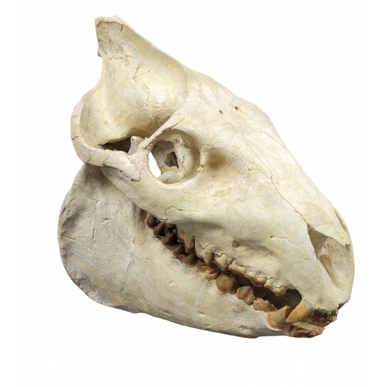 Merycoidodon culbertsoni (skull)