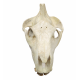 Merycoidodon culbertsoni (skull)