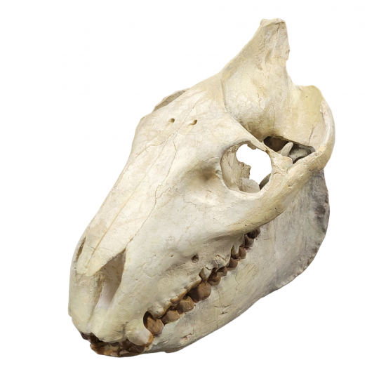 Merycoidodon culbertsoni (skull)