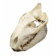 Merycoidodon culbertsoni (skull)