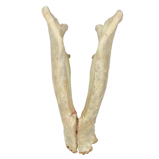 Merycoidodon culbertsoni (skull)