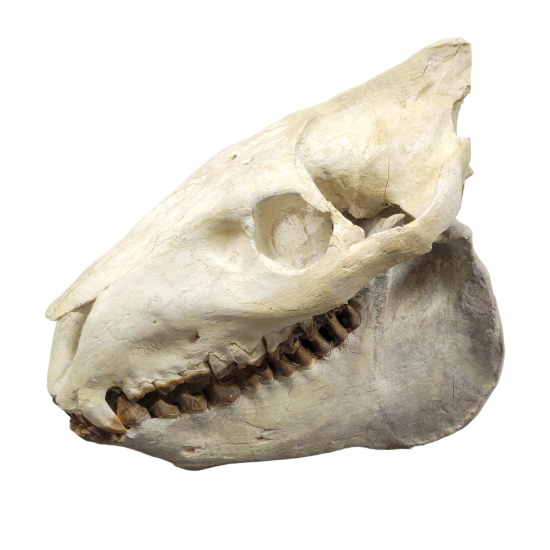 Merycoidodon culbertsoni (skull)