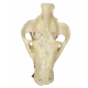 Eporeodon major (skull with atlas vertebra)