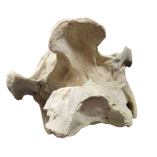 Eporeodon major (skull with atlas vertebra)
