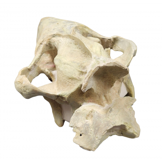 Eporeodon major (skull with atlas vertebra)