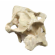 Eporeodon major (skull with atlas vertebra)