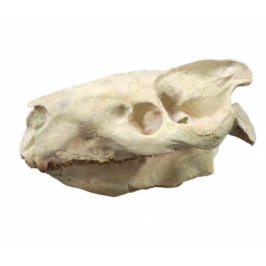 Eporeodon major (skull with atlas vertebra)
