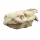 Eporeodon major (skull with atlas vertebra)