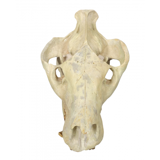 Eporeodon major (skull with atlas vertebra)