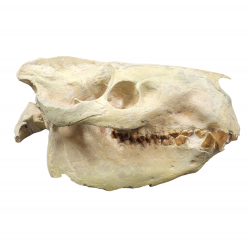 Eporeodon major (skull with atlas vertebra)