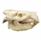 Eporeodon major (skull with atlas vertebra)