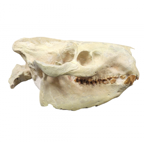 Eporeodon major (skull with atlas vertebra)